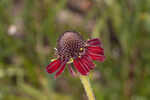 Grassleaf coneflower